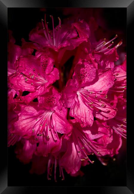 Rhododendron Cynthia Framed Print by Jacqi Elmslie