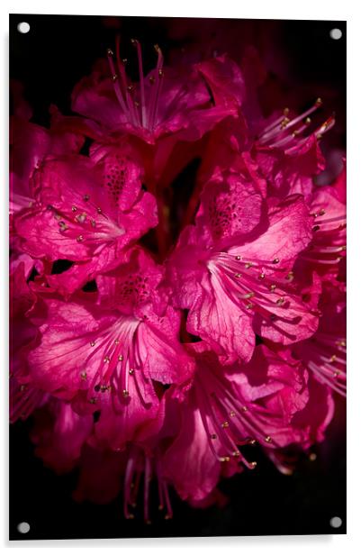 Rhododendron Cynthia Acrylic by Jacqi Elmslie