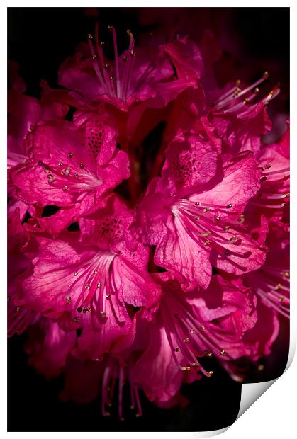 Rhododendron Cynthia Print by Jacqi Elmslie