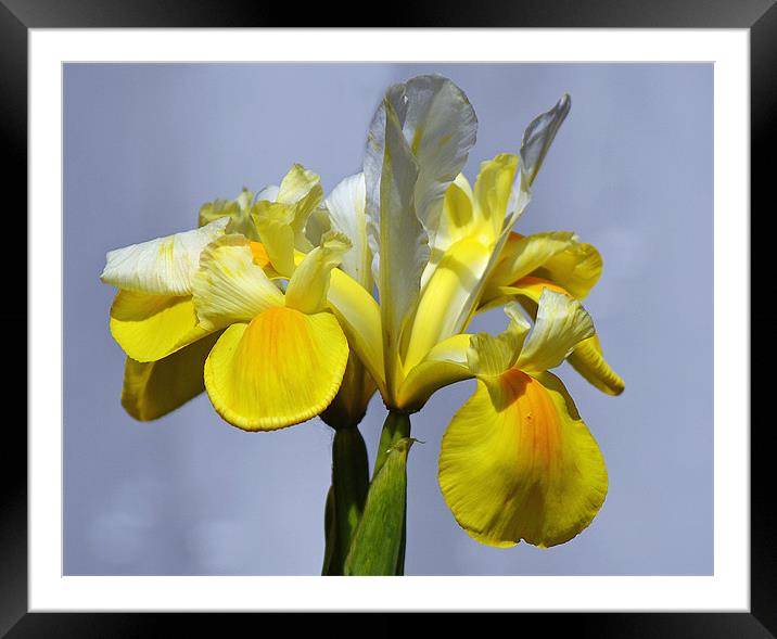 Iris Framed Mounted Print by Donna Collett