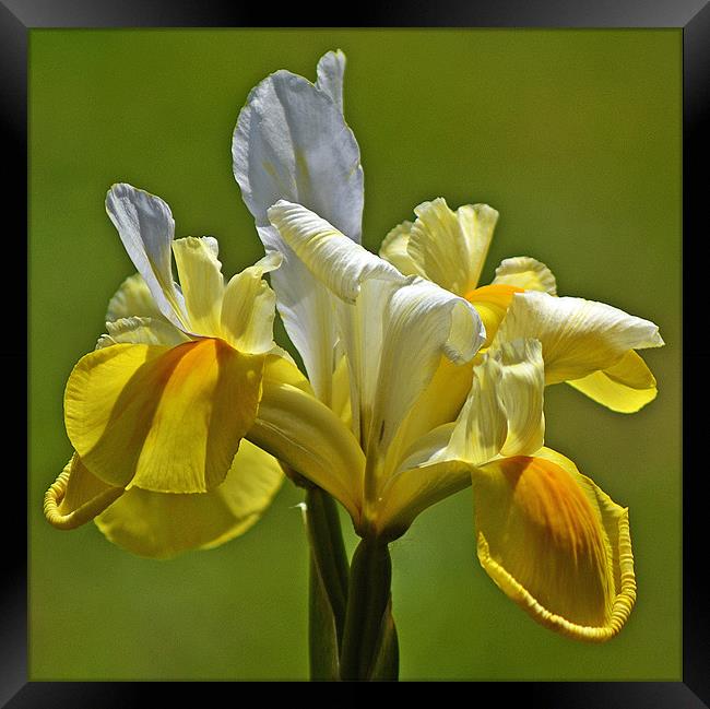 Bloom in Yellow & White Framed Print by Donna Collett