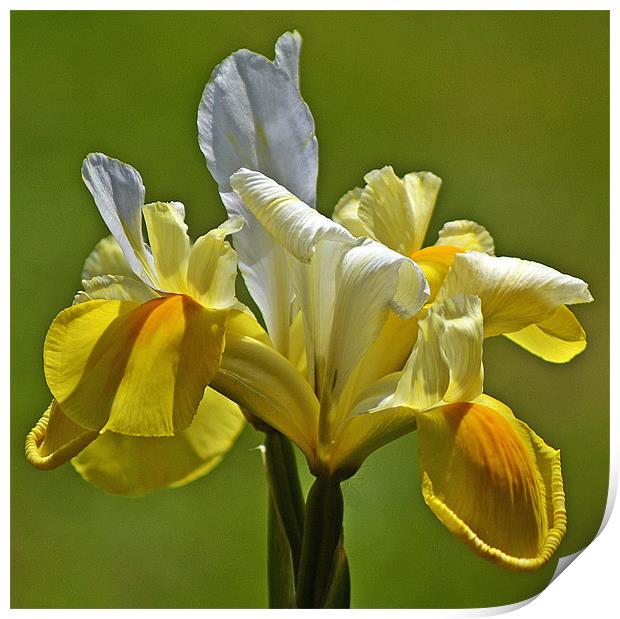 Bloom in Yellow & White Print by Donna Collett