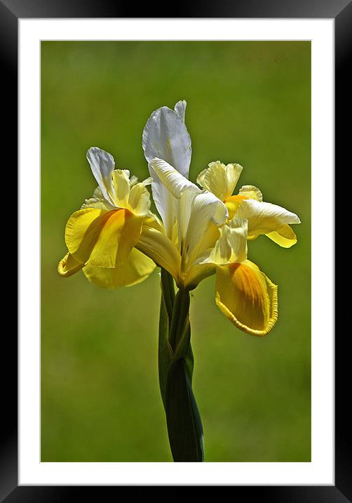 Portrait of an Iris Framed Mounted Print by Donna Collett