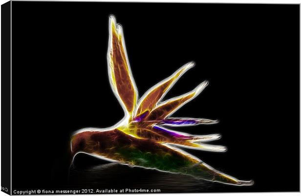 Bird of Paradise Canvas Print by Fiona Messenger