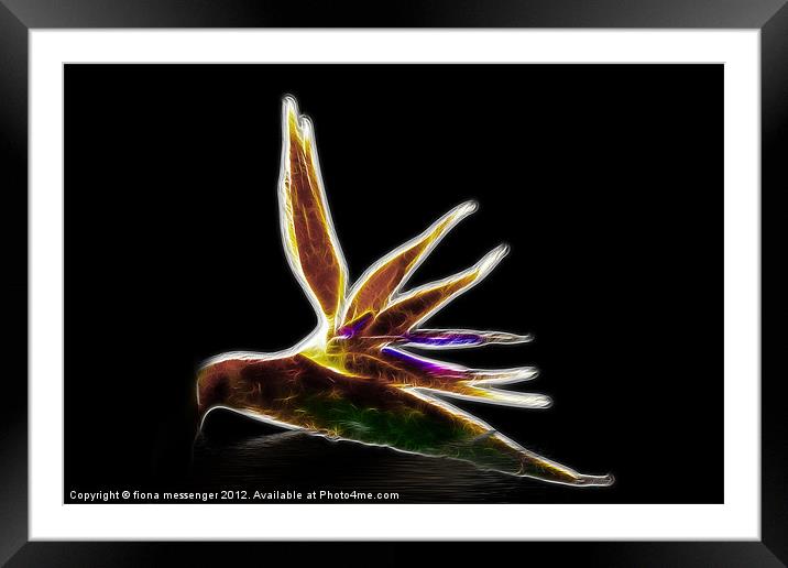 Bird of Paradise Framed Mounted Print by Fiona Messenger