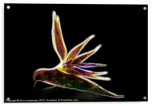 Bird of Paradise Acrylic by Fiona Messenger