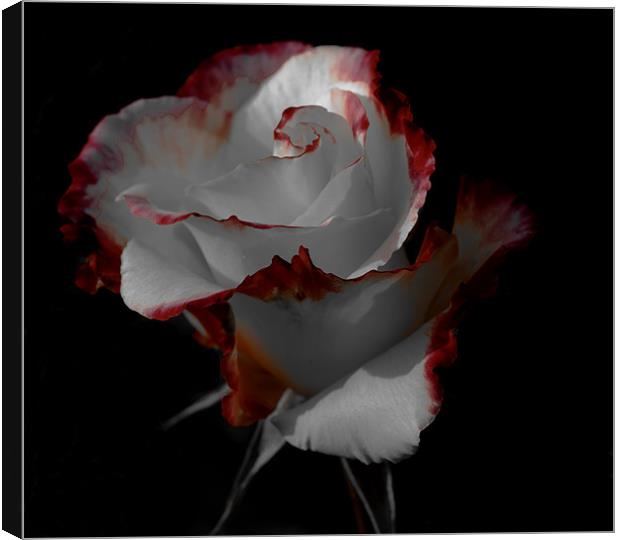 Elegant rose Canvas Print by chris kemp