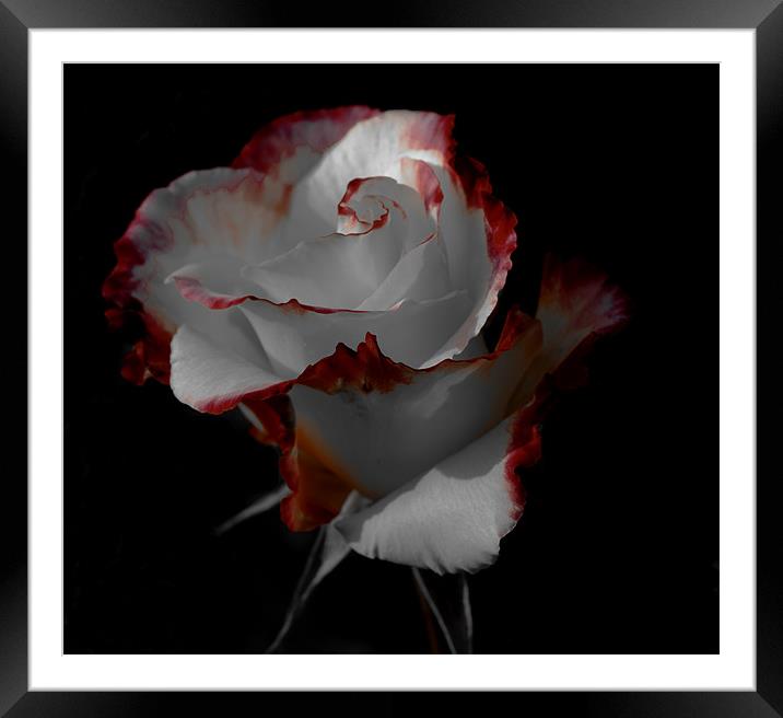 Elegant rose Framed Mounted Print by chris kemp