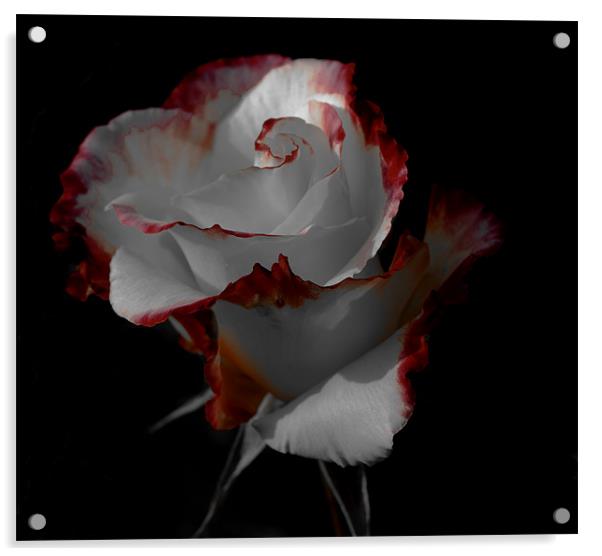 Elegant rose Acrylic by chris kemp