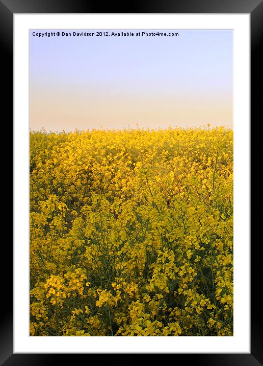 Rapeseed Oil Field West Yorkshire Framed Mounted Print by Dan Davidson