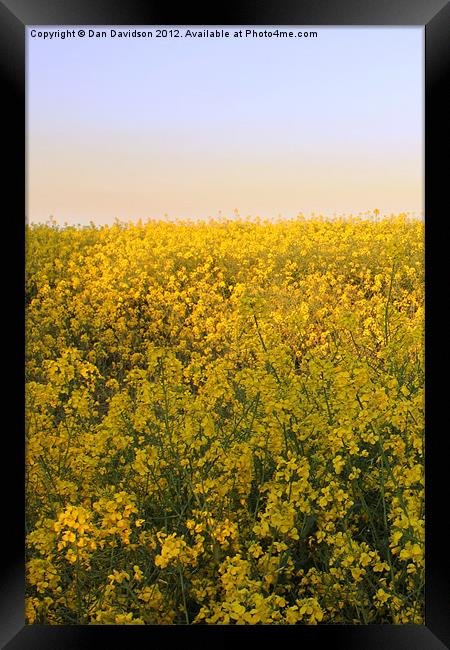 Rapeseed Oil Field West Yorkshire Framed Print by Dan Davidson