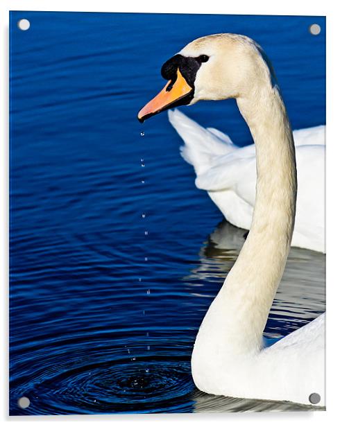 Dribbling swan Acrylic by chris kemp