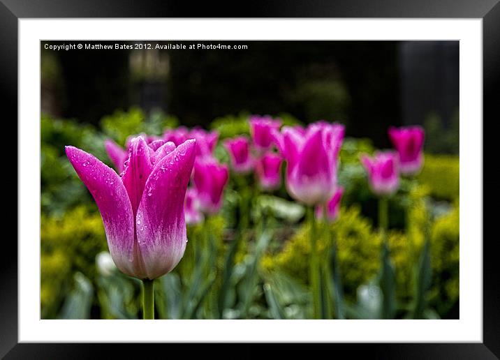 Tulips Framed Mounted Print by Matthew Bates