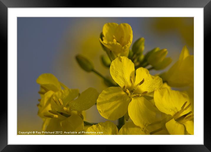 Rapeseed Framed Mounted Print by Ray Pritchard