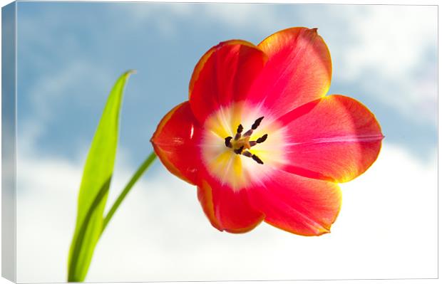 Tulip in the Sky Canvas Print by Helen Northcott