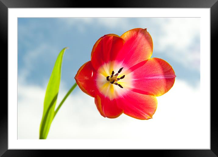 Tulip in the Sky Framed Mounted Print by Helen Northcott