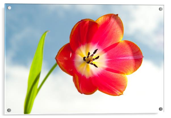 Tulip in the Sky Acrylic by Helen Northcott