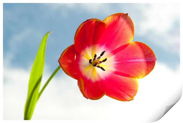 Tulip in the Sky Print by Helen Northcott