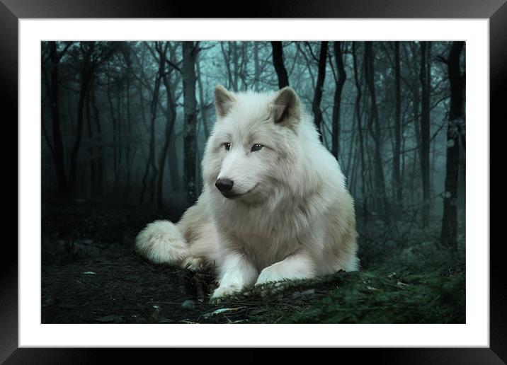 The White Wolf Framed Mounted Print by Julie Hoddinott