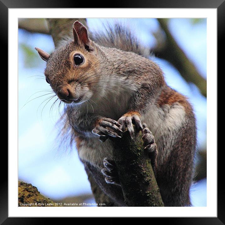 American grey squirrel Framed Mounted Print by Rob Lester
