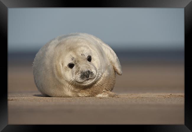 Grey Seal Pup Framed Print by Natures' Canvas: Wall Art  & Prints by Andy Astbury