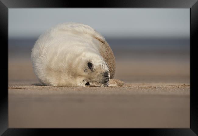 Grey Seal Pup Framed Print by Natures' Canvas: Wall Art  & Prints by Andy Astbury