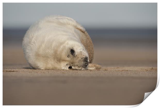 Grey Seal Pup Print by Natures' Canvas: Wall Art  & Prints by Andy Astbury