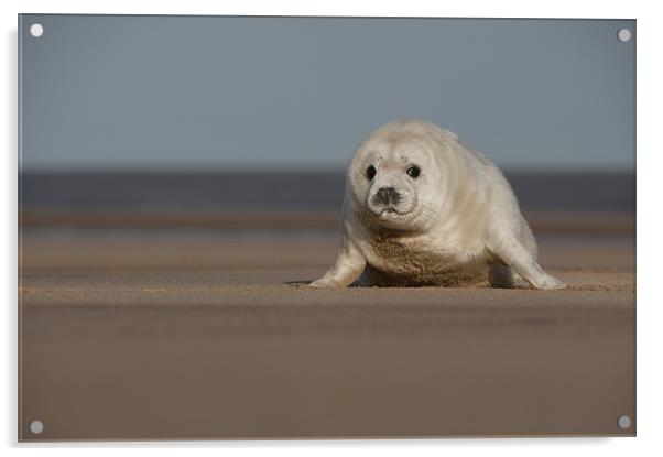Grey Seal Pup Acrylic by Natures' Canvas: Wall Art  & Prints by Andy Astbury