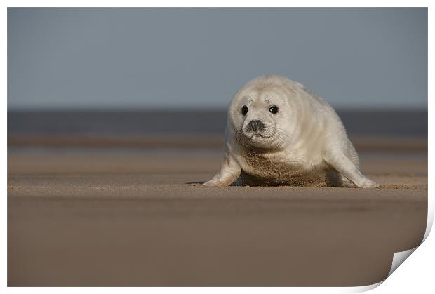Grey Seal Pup Print by Natures' Canvas: Wall Art  & Prints by Andy Astbury