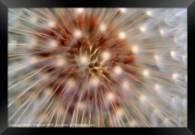 Dandelion Clock Framed Print by Ray Pritchard