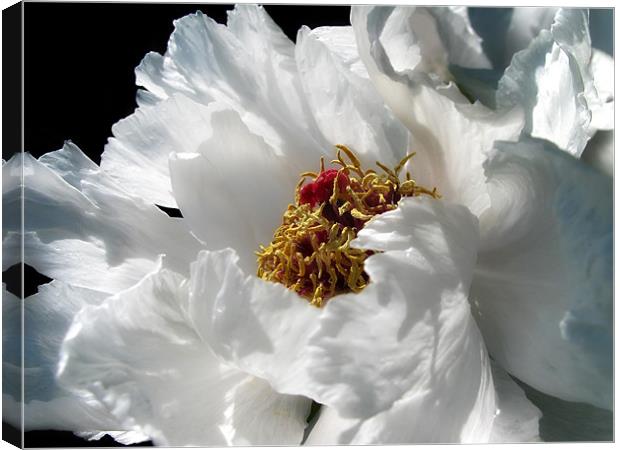 White Peony Canvas Print by Mary Lane