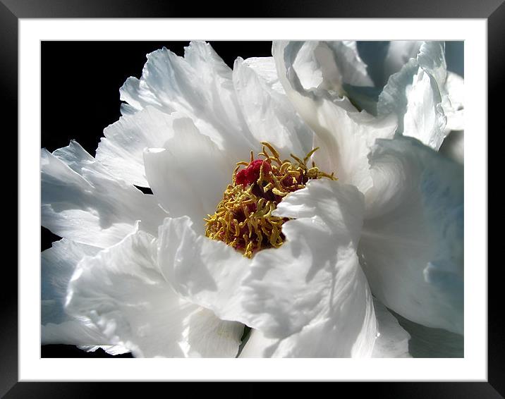 White Peony Framed Mounted Print by Mary Lane