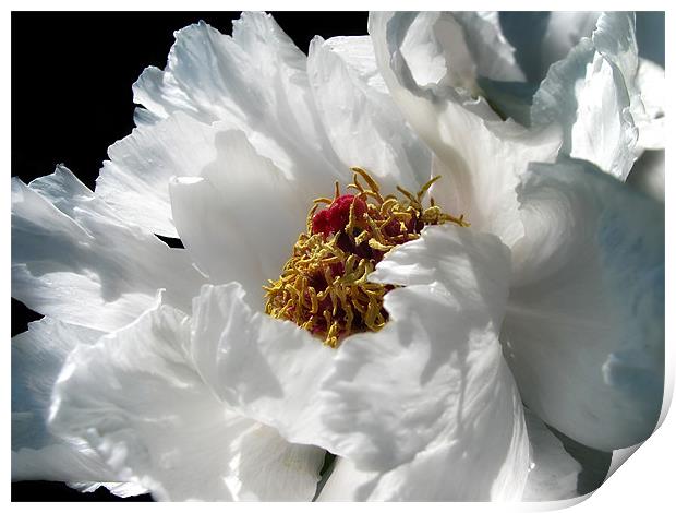 White Peony Print by Mary Lane