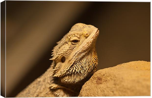 The Central Bearded Dragon Canvas Print by Olgast 