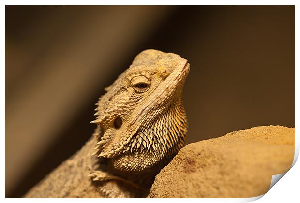 The Central Bearded Dragon Print by Olgast 