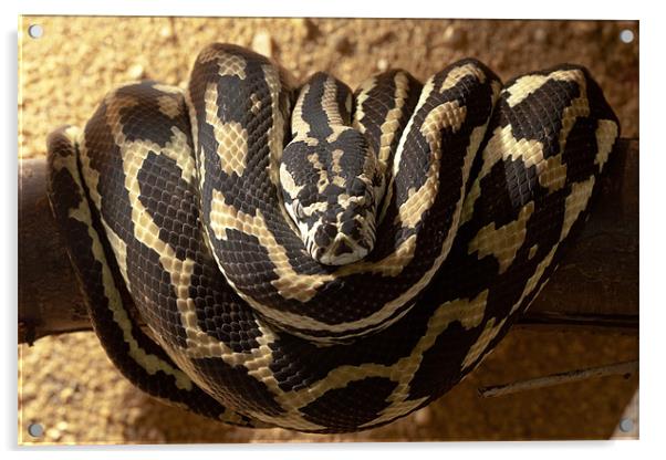 The Carpet Python Acrylic by Olgast 