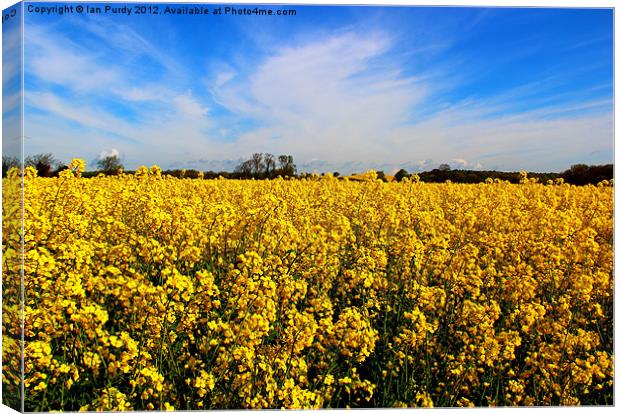 Field or rapeseed Canvas Print by Ian Purdy