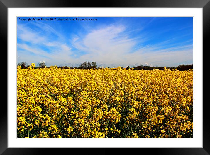 Field or rapeseed Framed Mounted Print by Ian Purdy