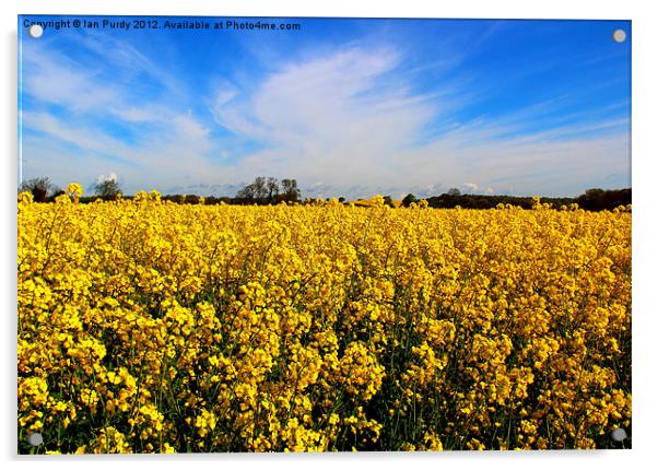 Field or rapeseed Acrylic by Ian Purdy