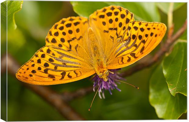 The Silver-washed Fritillary Canvas Print by Olgast 