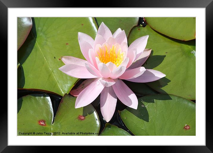 Water Lily Framed Mounted Print by John Taylor