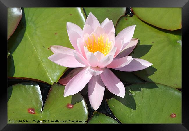 Water Lily Framed Print by John Taylor