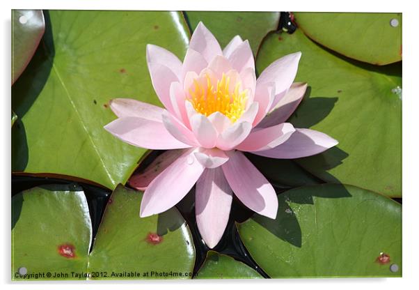 Water Lily Acrylic by John Taylor