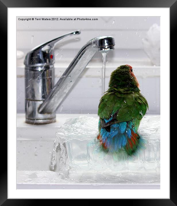The Lovebird's Shower Framed Mounted Print by Terri Waters