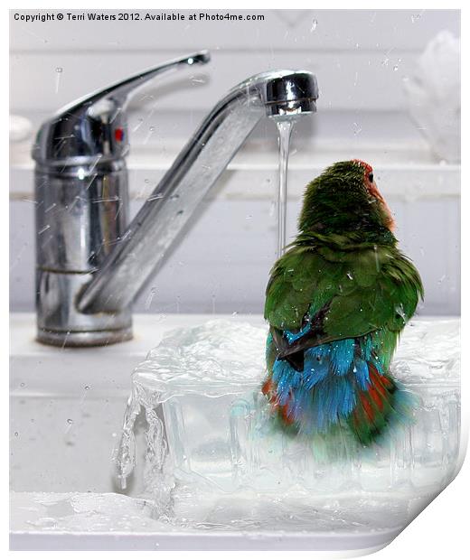 The Lovebird's Shower Print by Terri Waters