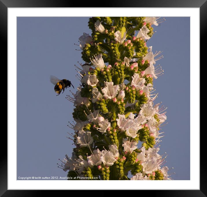 bee Framed Mounted Print by keith sutton