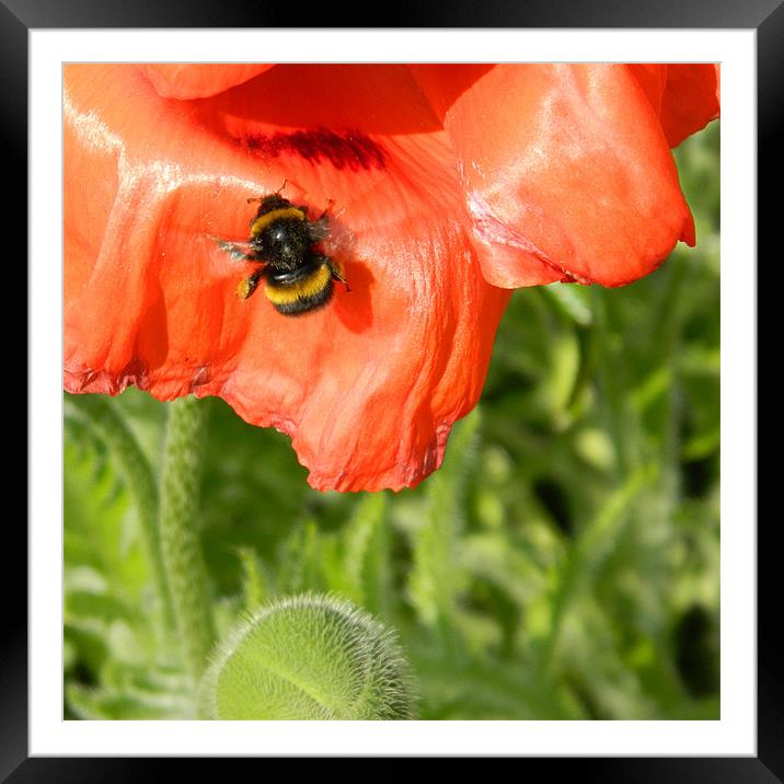 Busy Bee Framed Mounted Print by Sharon Lisa Clarke