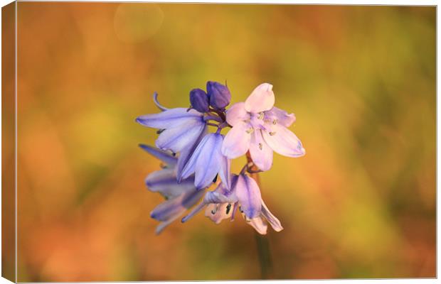 pretty bluebell Canvas Print by dennis brown