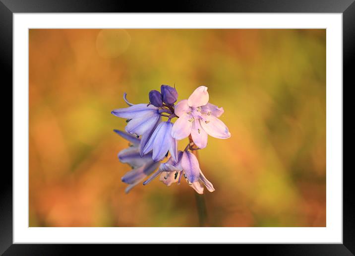 pretty bluebell Framed Mounted Print by dennis brown