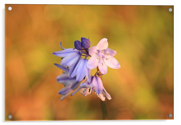 pretty bluebell Acrylic by dennis brown